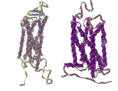 Cannabinoid Receptors