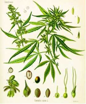 Cannabis sativa