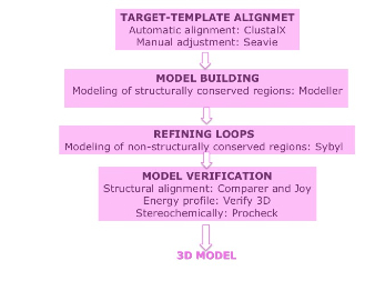 Homology Modeling