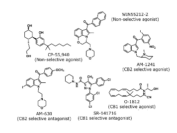 Synthetic Cannabinoids