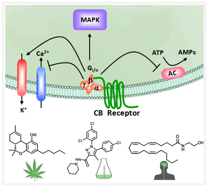 Nuevos ligandos de los receptores CB1 y CB2