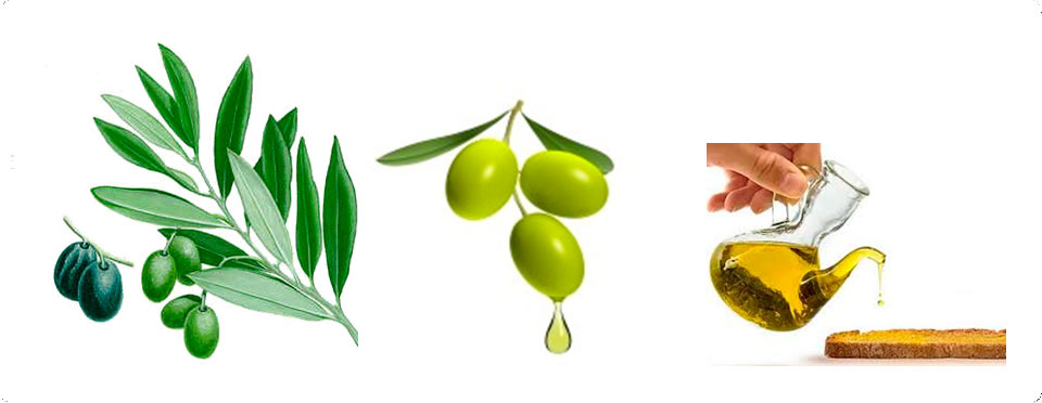 Desarrollo de productos saludables a base de polifenoles