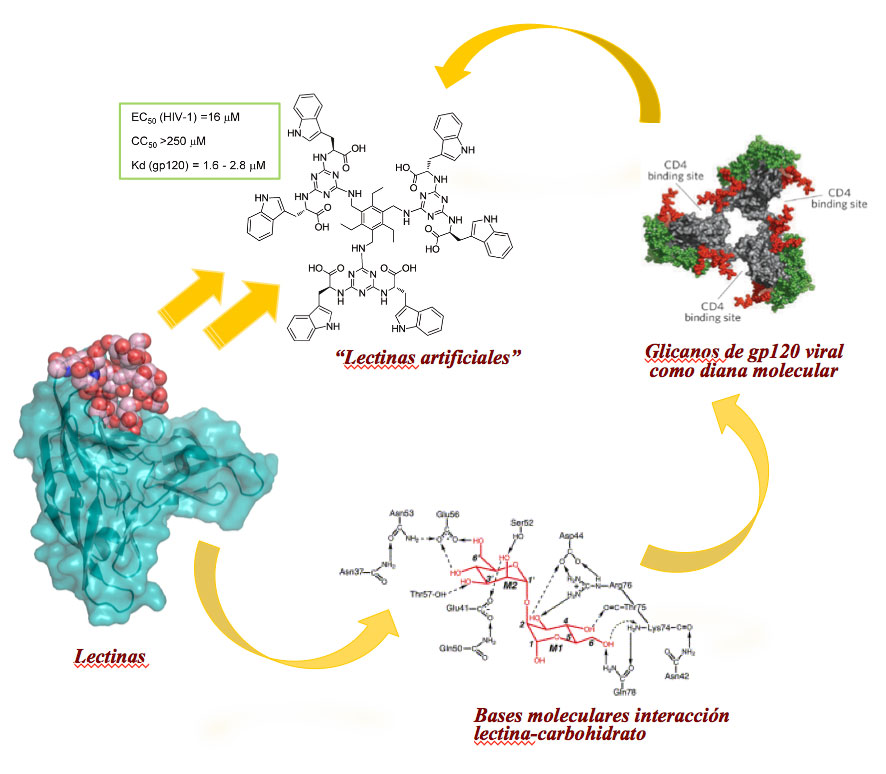 lectins