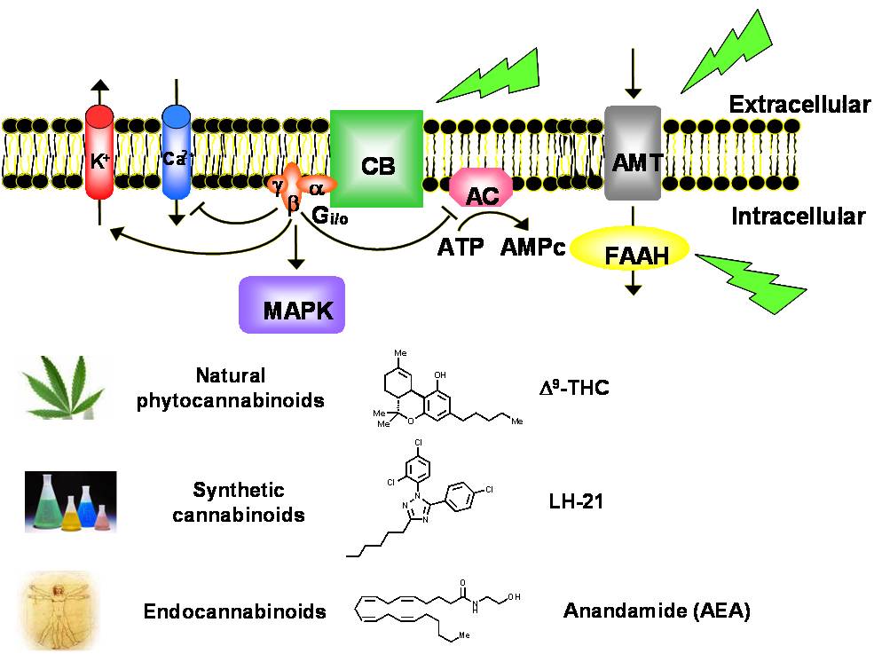 CB1 and CB2 cannabinoid ligads