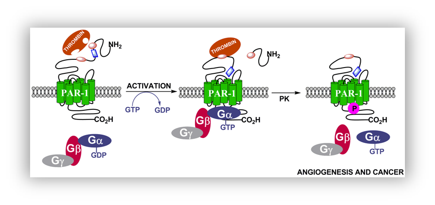 angiogenesis y cancer