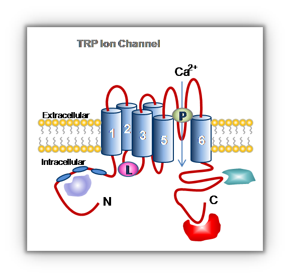 canalTPR