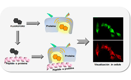 Biosensores fluorescentes con aplicación en proteómica