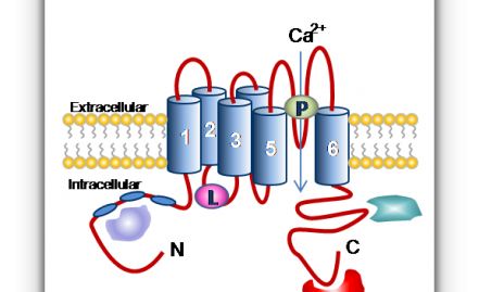 Modulators of Transient Receptor Potential Channels (TRPs)